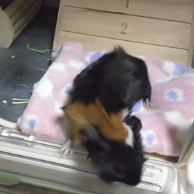 ハイテンションもこちゃんの画像