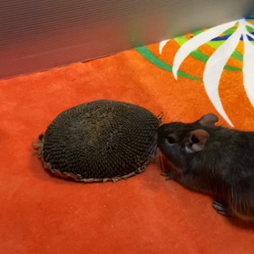 ひまわり(*´ω｀*)の画像