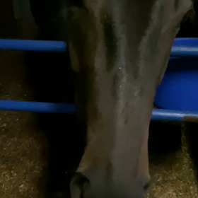 アンビーにお土産！の画像