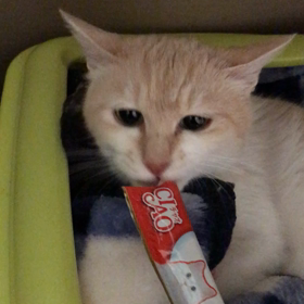 つくしママは子育て奮闘中！の画像