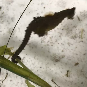 タツノオトシゴΣ(ﾟдﾟ|||)の画像