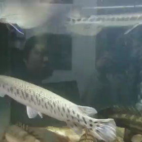 カオス水槽の餌やり風景！の画像