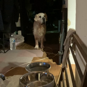 だ〜るまさんが〜こ〜ろんだ！の画像