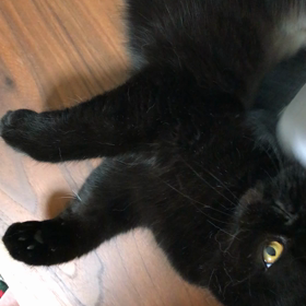 掃除機ラブ(*´꒳`*)の画像