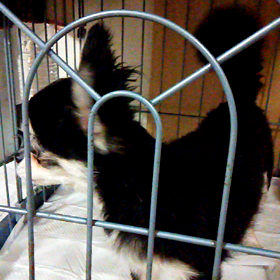 ティットの様子(*´-`)の画像