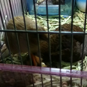 安産でした(^^)の画像