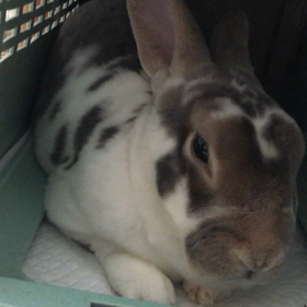 るうのイビキの画像