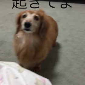 ジム、牽引、整体の先生、チップとデールの字幕付き動画の画像