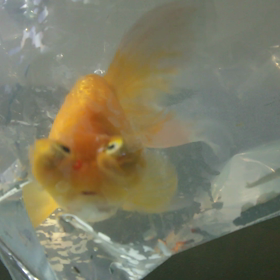 大型頂天眼の動画。の画像