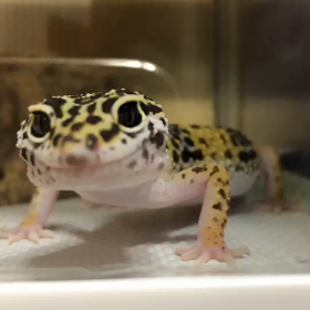 活発になってきたヒョウモントカゲモドキの画像