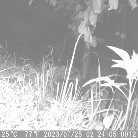 すぎぴたんの事件簿シーズン3　331話（密着・無銭飲食24時！まだまだ続く）の画像