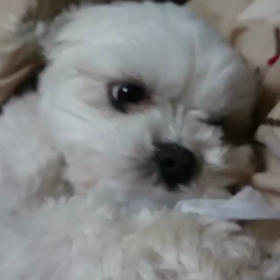 ラッコかな20180109の画像