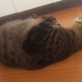 くねくねにゃんこまめぞう( *´艸｀)の画像