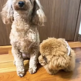 宇野樹君インスタストーリーより　トロは好きみたい　シェリーは逃げる？の画像