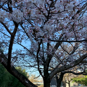 桜の画像