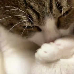 あー、可愛い(*≧з≦)の画像