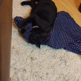 UNIQLOのリラコと猫の画像