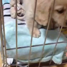 飼っちゃった〜！の画像