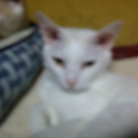 今日はスキーの日の画像