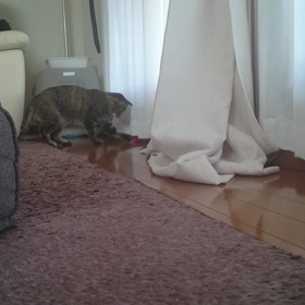 ごみハッスルの画像