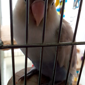 最近良い子のビスコの画像