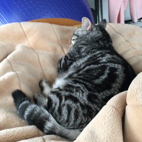 とらぢ@80の画像