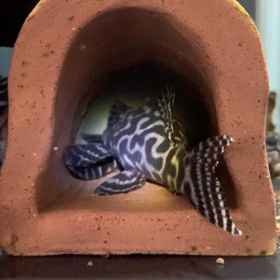 初ペアリングの画像