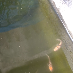 めだか鑑賞の画像