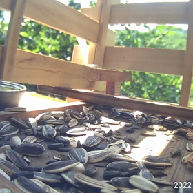 すぎぴたんの事件簿シーズン2　347話（ヤマガラ、シジュウカラの用心深さの差）の画像