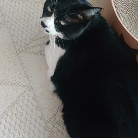 コロコロとまごの手の画像