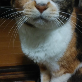 ヤギよに改名しました(´▽`)ノの画像