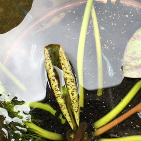 本日のメダカ達の画像