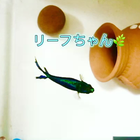 リーフちゃん綺麗ねの画像