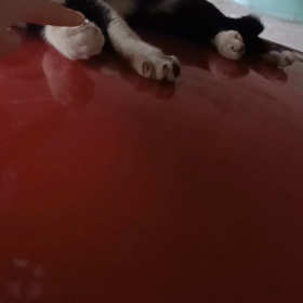 貓，你好嗎？の画像