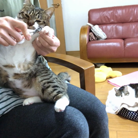 雨の日はまったり猫爪切り動画！の画像