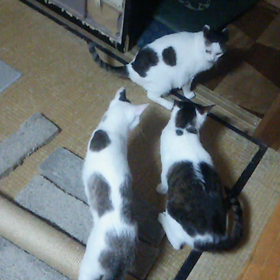 ライオとワル対チビ、、、そして福の画像