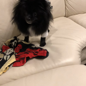 2020年3月8日　また芋？の画像