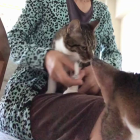 腹が立つ母との会話…     猫爪切り動画！の画像