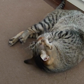 A hunting machine♪の画像