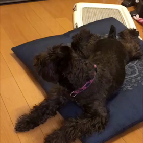 190504 日本のモカの画像