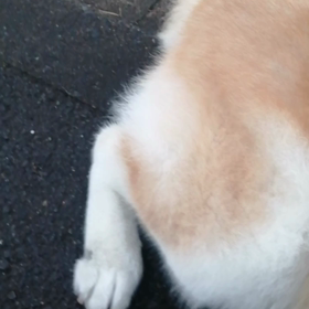 今朝も未来丸頑張りました？（頑張らさせられた）1時間40分5.5km ほんとは嫌なんだろうなあの画像