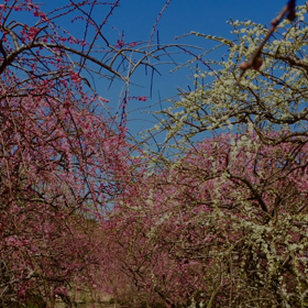 新城ツーリング ３月の画像