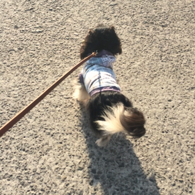 記録としての画像
