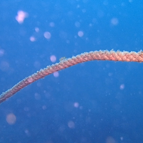 アミメハギのペアが〜の画像