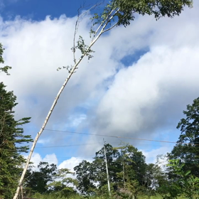 白樺の伐採の画像