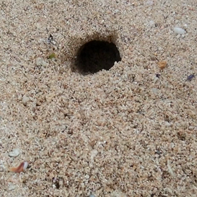 お気に入りのシュノーケリングショップの画像