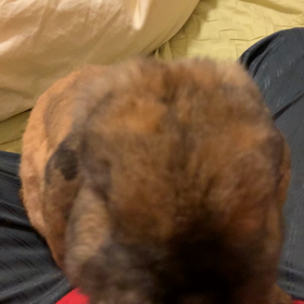 撮り溜めていたうさぎ動画②の画像