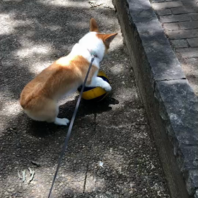 今日はニワトリの日の画像