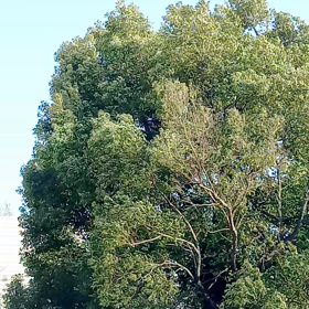 孫が免許証を貰ってきました。の画像