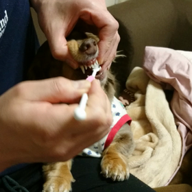 歯磨き☆の画像